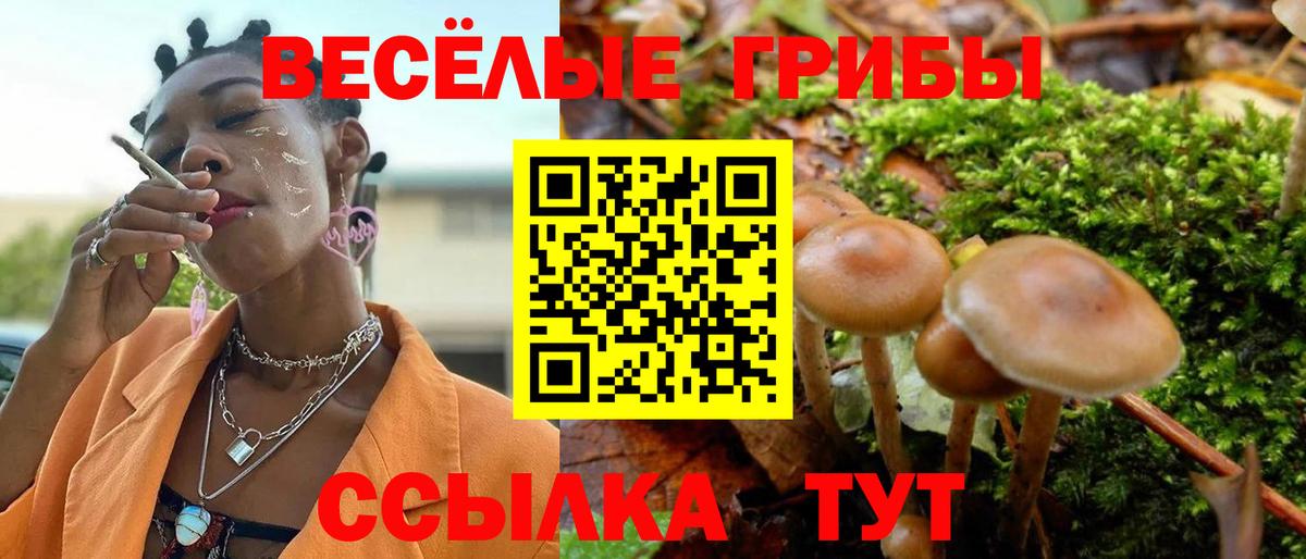 Галлюциногенные грибы Psilocybe Котельники